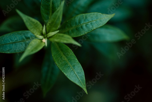 Dark green leaf nature texture Abstract background nature view of green leaf on blurred greenery background in garden.Natural green leaves plants cover page greenery environment ecology lime green wal