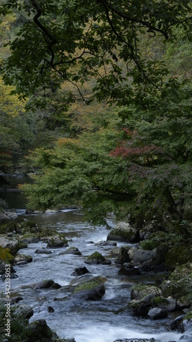 stream in the forest © Agura