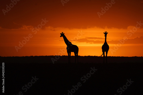 Girrafe at sunset