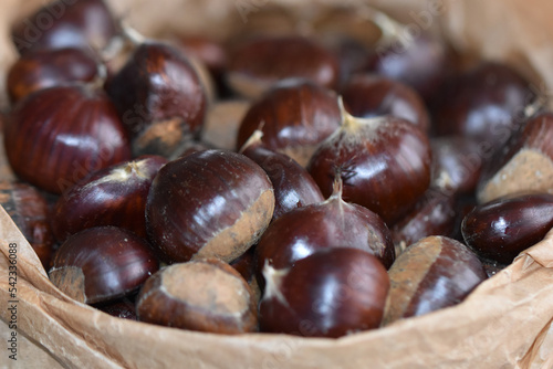 Zoom close-up harvest, chestnut picking, fall seasonal nut bug October harvest, November chestnut tree. Profusion of seasonal food