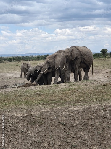 elephants in the wild