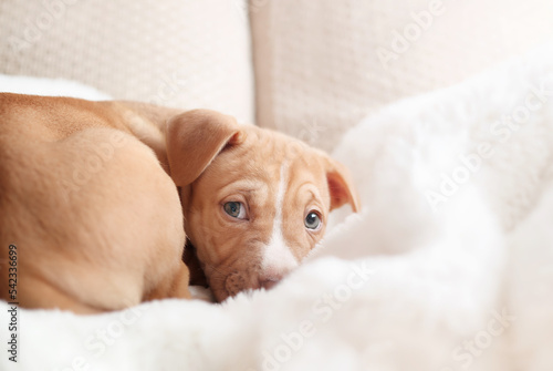 Insecure puppy looking at camera while being curled up on the sofa. Pup with worried body language. Bringing home a puppy or dog adoption concept. Boxer Pitbull mix breed. Selective focus. © Petra Richli
