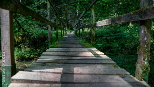 Wooden bridge surrounded by dense trees