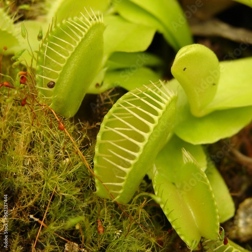 Carnivorous Plant Very Cool Background 