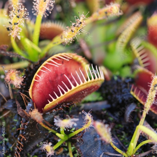 Carnivorous Plant Very Cool Background 