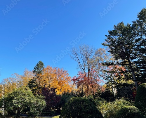 trees in autumn