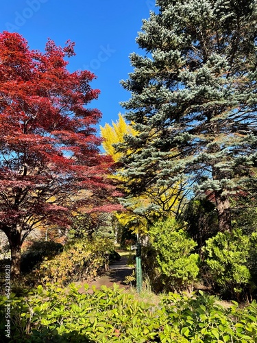 autumn in the park