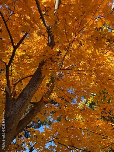 autumn in the park