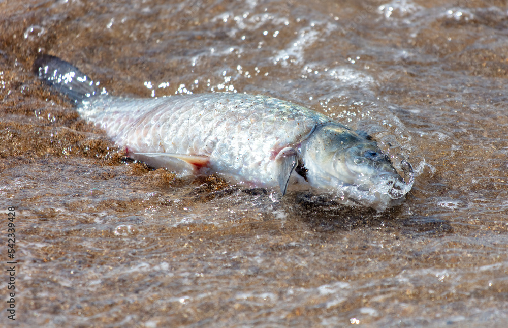Fototapeta premium Dead fish on the sandy seashore.