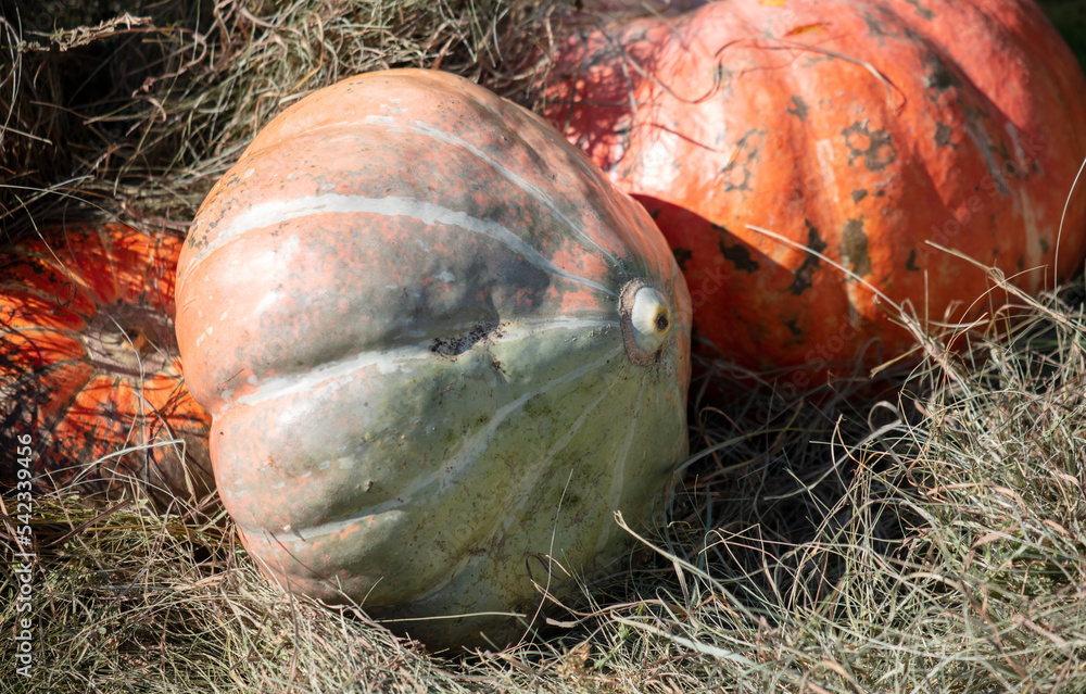 Ripe pumpkin in dry straw.