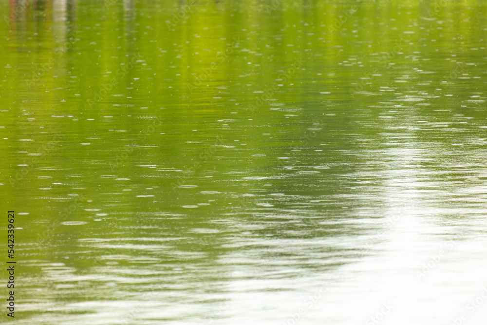 Raindrops on the surface of the water in the pond. Raindrops on the surface of the water in the pond.