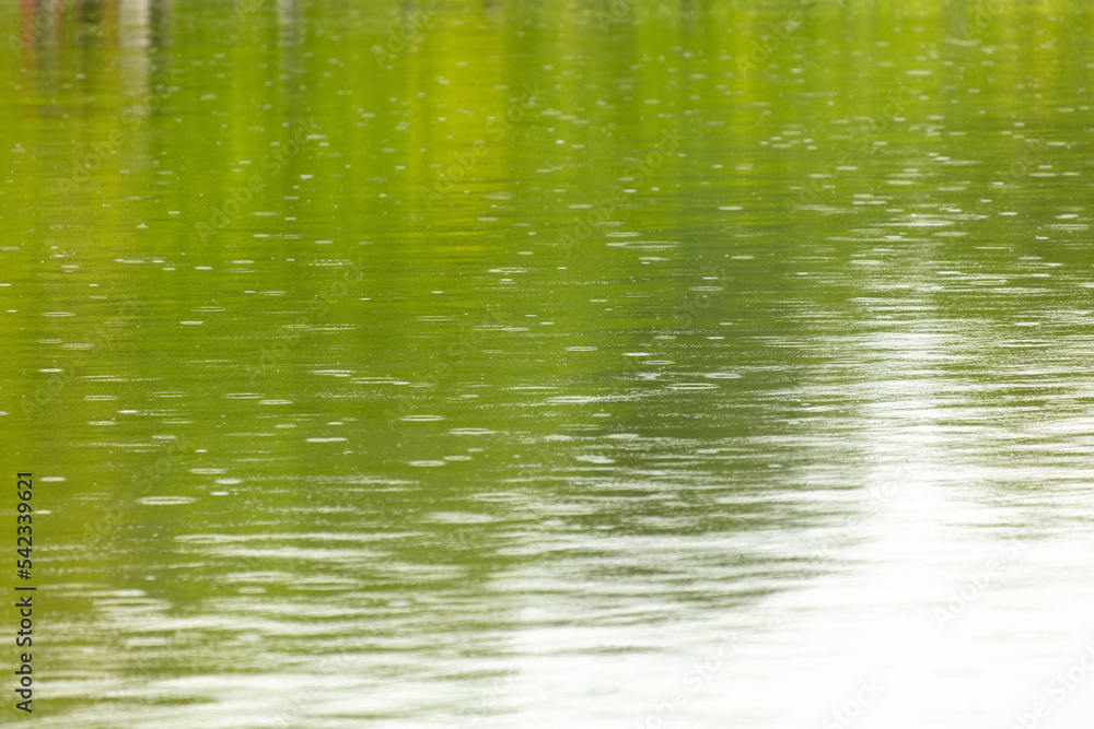 Raindrops on the surface of the water in the pond.