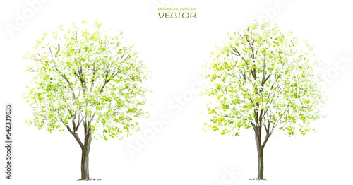 Vector watercolor blooming flower tree or forest side view isolated on white background for landscape and architecture drawing,elements for environment or and garden,botanical for section in spring 