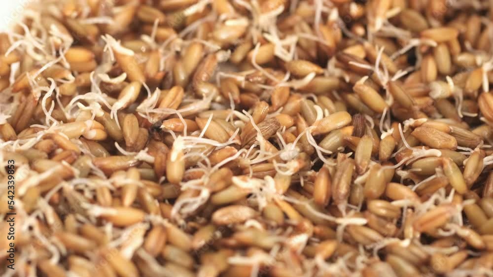 Wheat sprouts. Healthy protein-rich kollu vegan food. Table spin. Wheat sprouts. Healthy protein-rich kollu vegan food. Table spin.