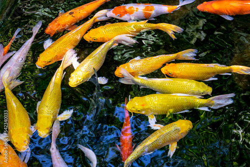Japanese koi carp fish, a beautiful medium-sized colourful asian fishes swimming in clear freshwater pond background.