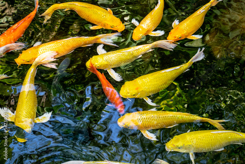Japanese koi carp fish, a beautiful medium-sized colourful asian fishes swimming in clear freshwater pond background.