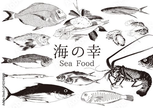 sea food　fish　海の幸　海鮮　鮮魚　鯛　伊勢海老　鯵　鰹　金目鯛　飛魚　笠子　鮑　車海老　魚