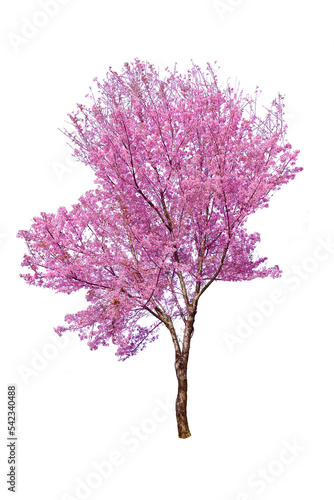 Pink flower sour cherry tree 
