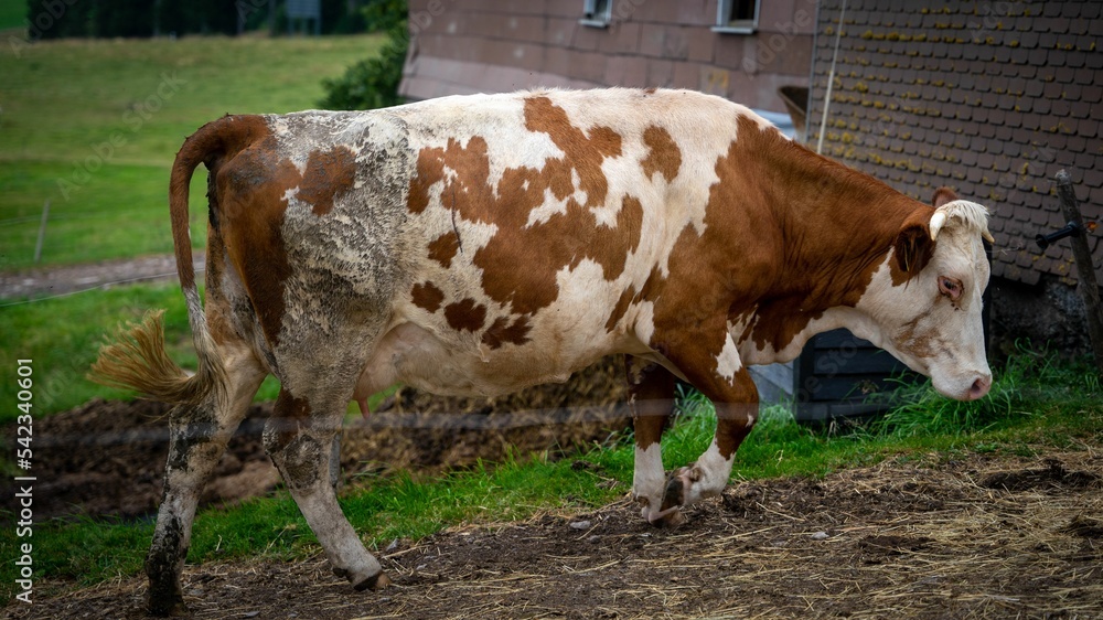 White and brown cow walking on a farm in Black Forest, Germany.