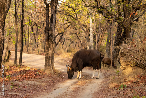 Gaur or Indian Bison or bos gaurus a danger animal or beast grazing grass on forest track or road in summer season morning safari at bandhavgarh national park forest madhya pradesh india asia