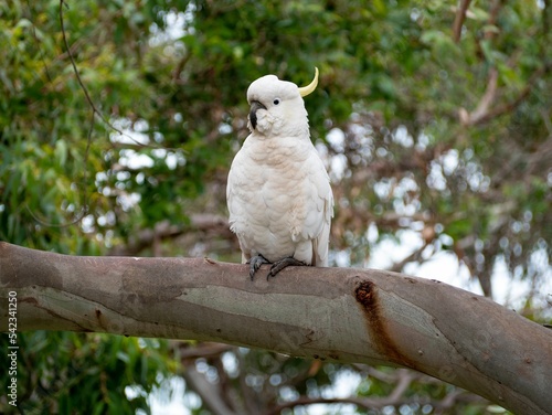 White cockatoo on a tree branch