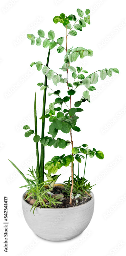 House plant in pot isolated on white House plant in pot isolated on white