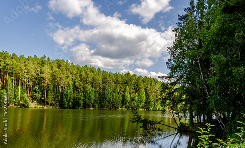 Green pine forest on the river bank in summer.