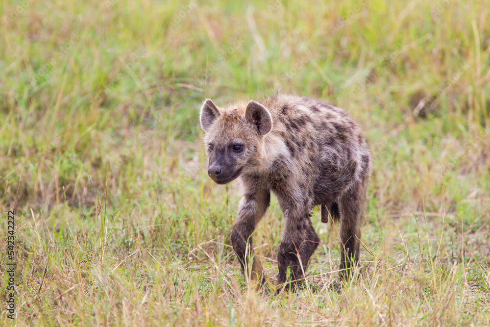 Hyenas young and adults playing around the den in the Masai Mara, Kenya Hyenas young and adults playing around the den in the Masai Mara, Kenya
