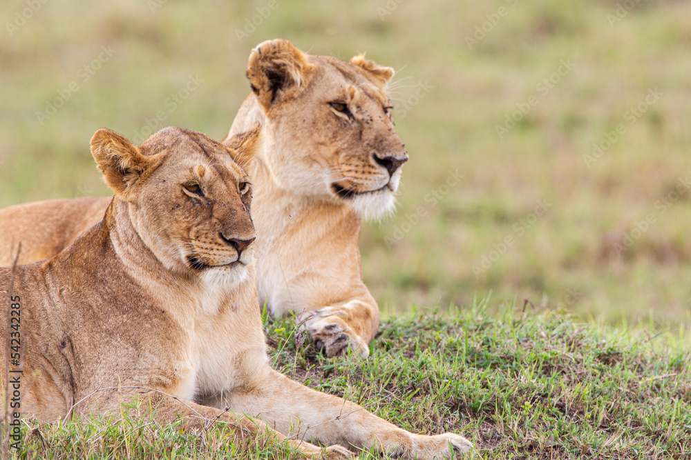 Young cubs of the Marsh Pride play around with the adult lions watching in the grass of the Masai Mara, Kenya Young cubs of the Marsh Pride play around with the adult lions watching in the grass of the Masai Mara, Kenya