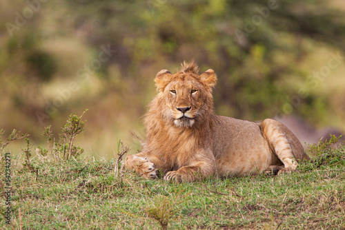 Wallpaper Mural Young cubs of the Marsh Pride play around with the adult lions watching in the grass of the Masai Mara, Kenya Torontodigital.ca