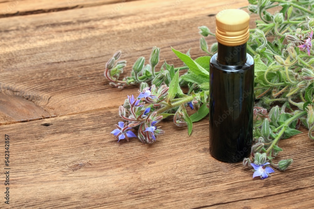 Borago officinalis seed oil in bottle, also known as starflower. Medicinal oil and flowering borage plant on brown wooden table. Borago officinalis seed oil in bottle, also known as starflower. Medicinal oil and flowering borage plant on brown wooden table.