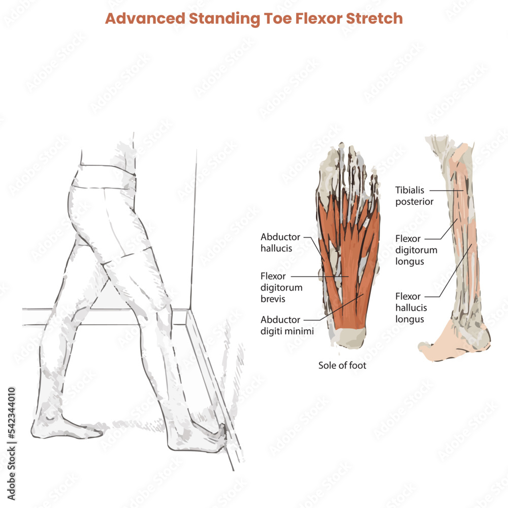 Muscle movement. Biceps triceps motion anatomy. Biceps brachii, flexion