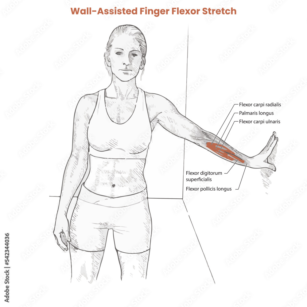 Muscle movement. Biceps triceps motion anatomy. Biceps brachii, flexion