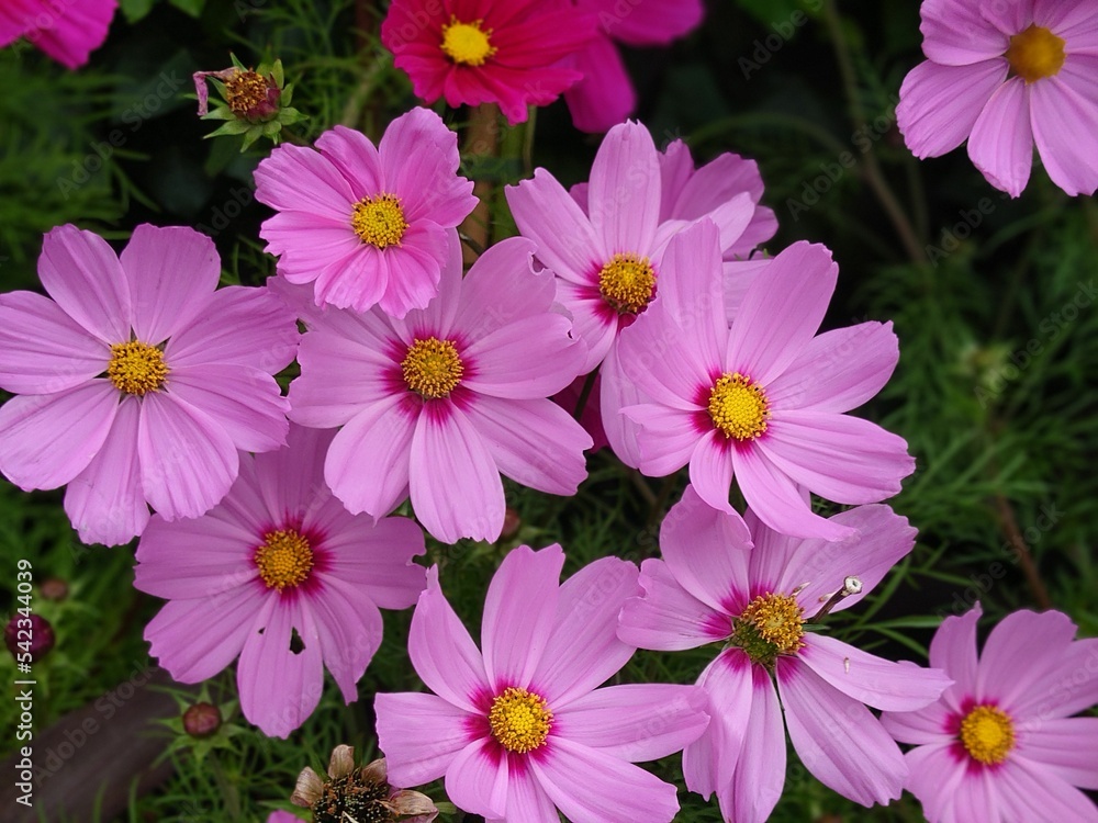Closeup shot of light purple cosmos flowers with green in the background Closeup shot of light purple cosmos flowers with green in the background
