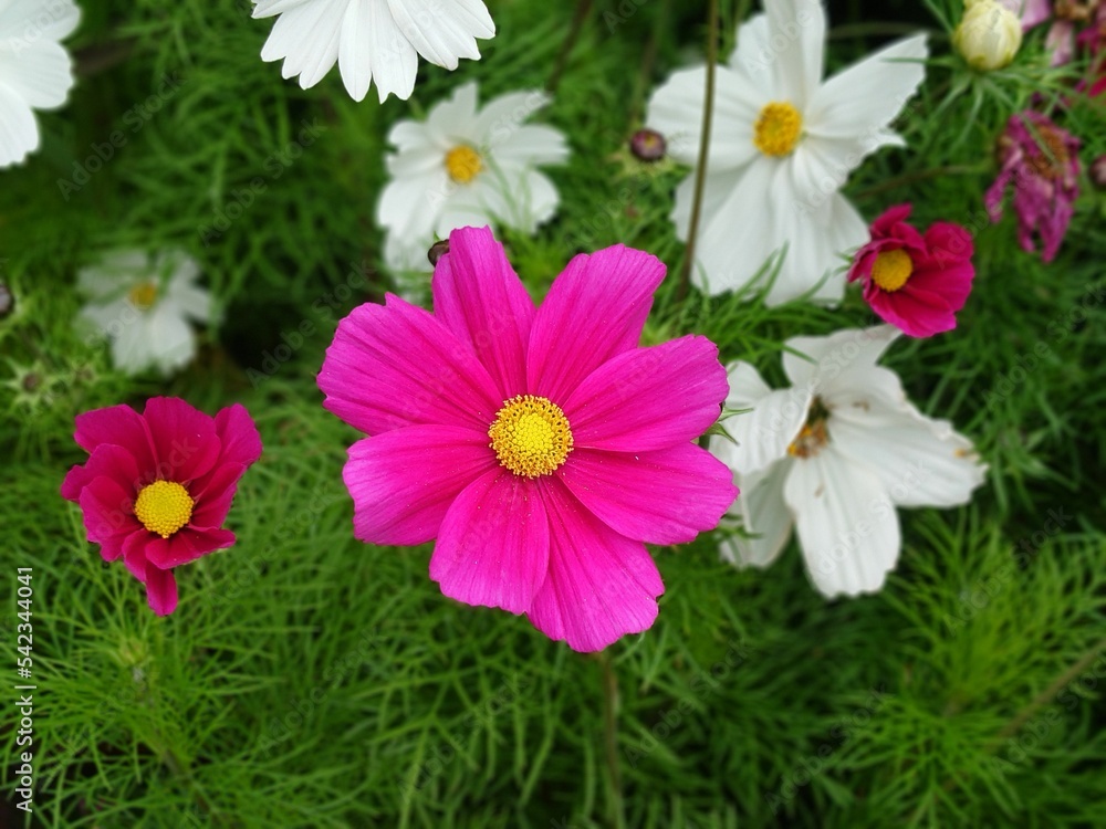 Closeup shot of purple and white cosmos flowers with green in the background Closeup shot of purple and white cosmos flowers with green in the background