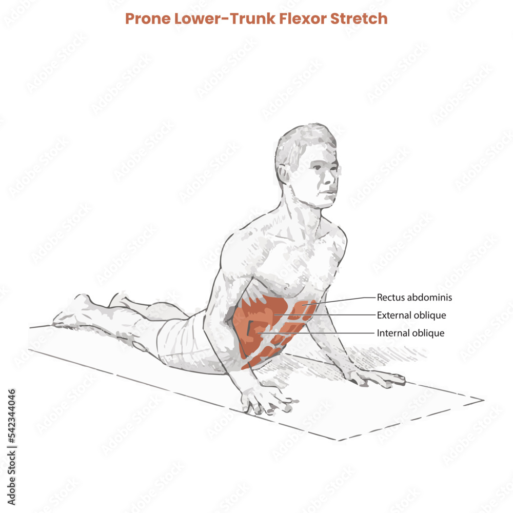 Muscle movement. Biceps triceps motion anatomy. Biceps brachii, flexion