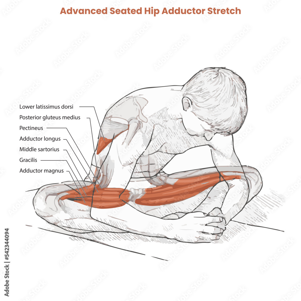 Vetor do Stock: Muscle movement. Biceps triceps motion anatomy