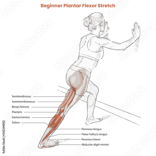 Muscle movement. Biceps triceps motion anatomy. Biceps brachii, flexion, extension. Arm and hand contracts, relax gesture. Illustration vector diagram. photo