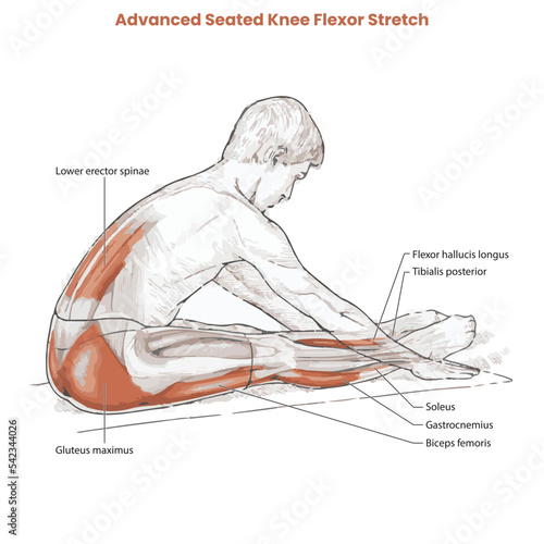 Muscle movement. Biceps triceps motion anatomy. Biceps brachii, flexion, extension. Arm and hand contracts, relax gesture. Illustration vector diagram.