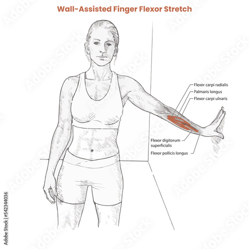 Muscle movement. Biceps triceps motion anatomy. Biceps brachii, flexion, extension. Arm and hand contracts, relax gesture. Illustration vector diagram.