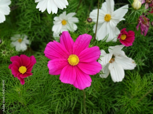 Closeup shot of purple and white cosmos flowers with green in the background