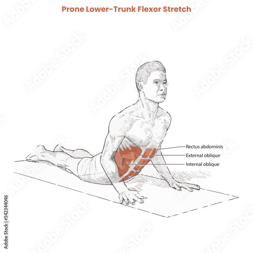 Muscle movement. Biceps triceps motion anatomy. Biceps brachii, flexion, extension. Arm and hand contracts, relax gesture. Illustration vector diagram.