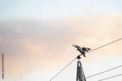 Jackal Buzzard bird on the overhead tram wires with the sunset sky background, close-up photo