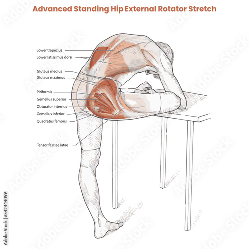 Muscle movement. Biceps triceps motion anatomy. Biceps brachii, flexion, extension. Arm and hand contracts, relax gesture. Illustration vector diagram.