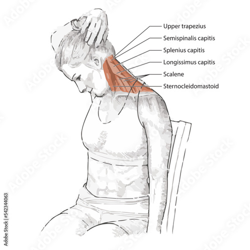 Muscle movement. Biceps triceps motion anatomy. Biceps brachii, flexion, extension. Arm and hand contracts, relax gesture. Illustration vector diagram.