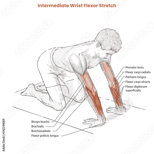 Muscle movement. Biceps triceps motion anatomy. Biceps brachii, flexion, extension. Arm and hand contracts, relax gesture. Illustration vector diagram.