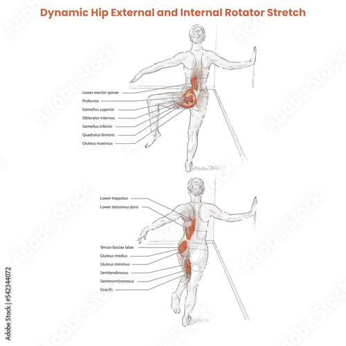 Muscle movement. Biceps triceps motion anatomy. Biceps brachii, flexion, extension. Arm and hand contracts, relax gesture. Illustration vector diagram.