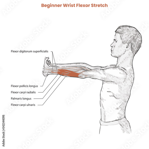 Muscle movement. Biceps triceps motion anatomy. Biceps brachii, flexion, extension. Arm and hand contracts, relax gesture. Illustration vector diagram.