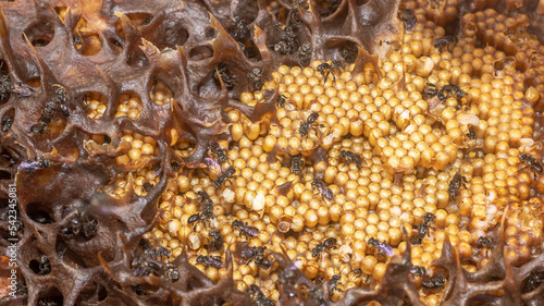 Inside the hive of stingless bee. The eggs of Trigona aitama surrounded by pots of honey