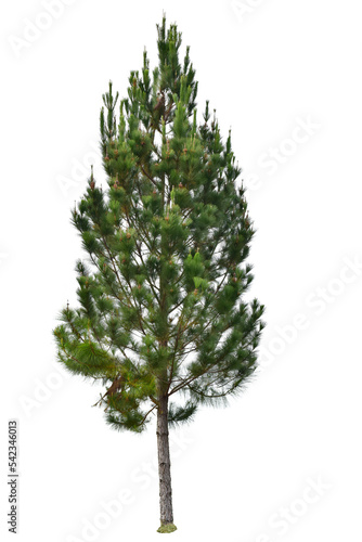 Pine tree 